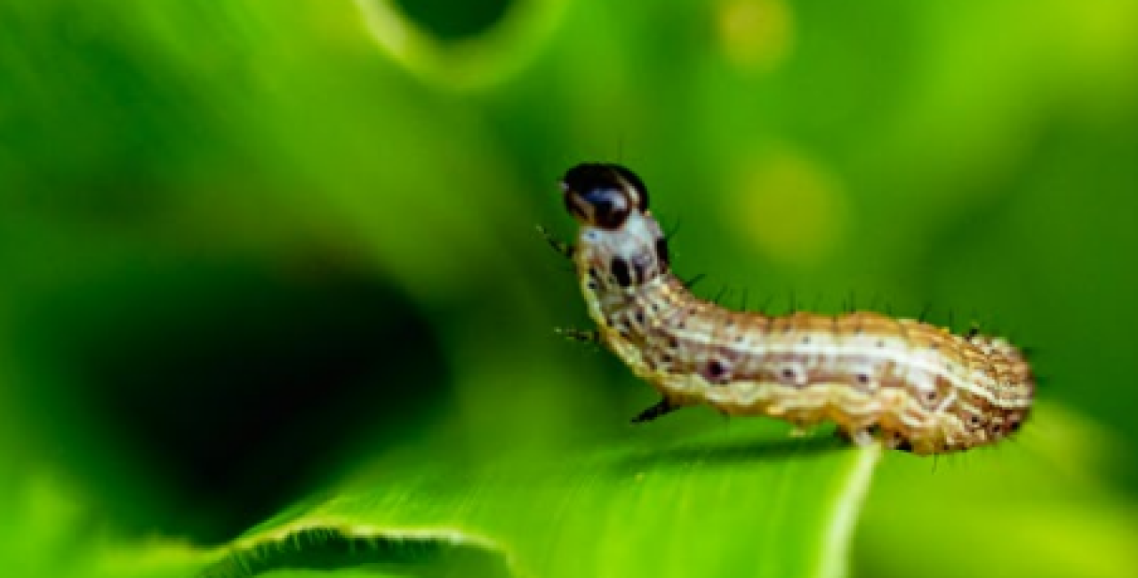 Danemarca – pionieratul biosoluțiilor și drumul spre o economie verde